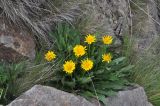 View full-size image genus Taraxacum