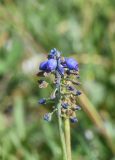 View full-size image Muscari armeniacum