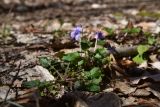 View full-size image Viola reichenbachiana