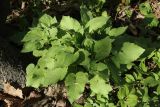 View full-size image Campanula latifolia