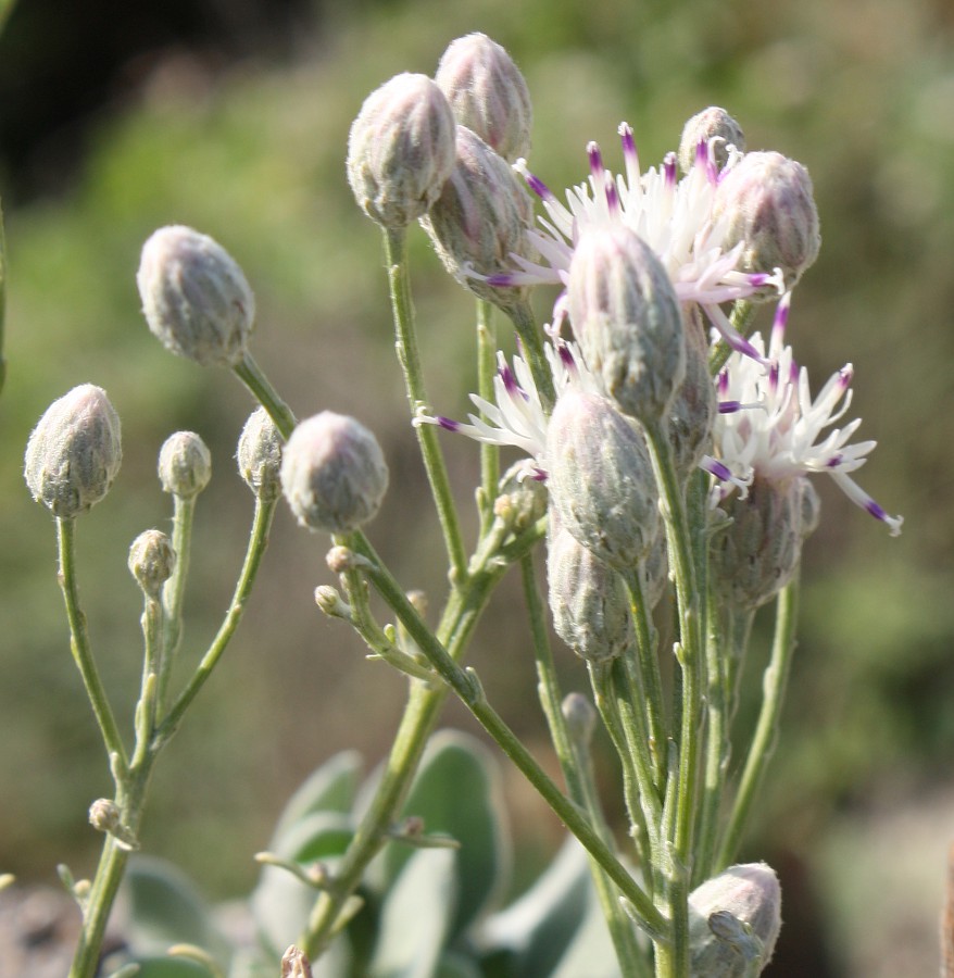 Image of Jurinea stoechadifolia specimen.