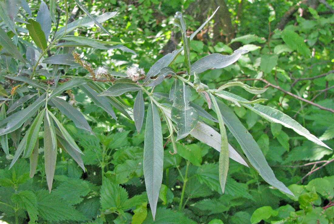 Image of Salix gmelinii specimen.