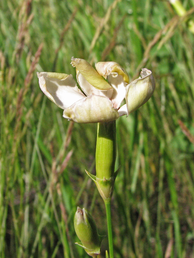 Image of Dianthus elongatus specimen.