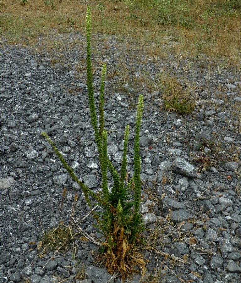 Изображение особи Reseda luteola.