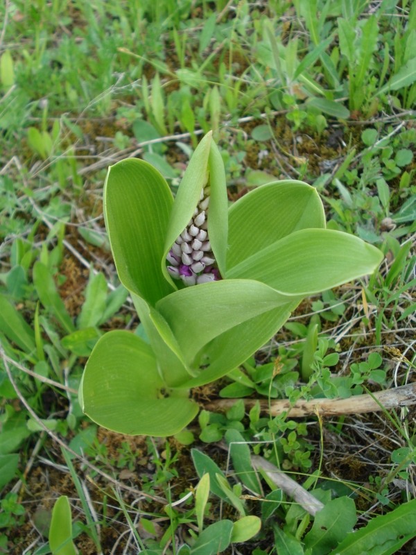 Image of Orchis militaris specimen.