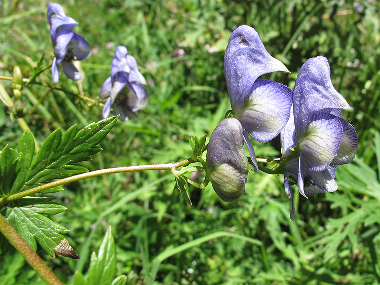 Image of Aconitum nasutum specimen.