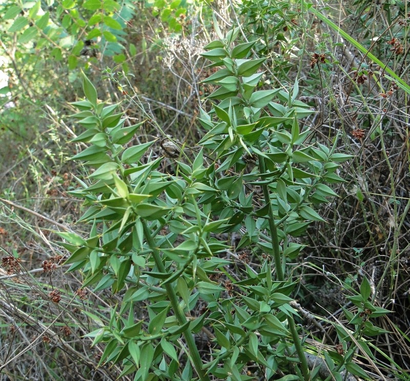 Image of Ruscus aculeatus specimen.