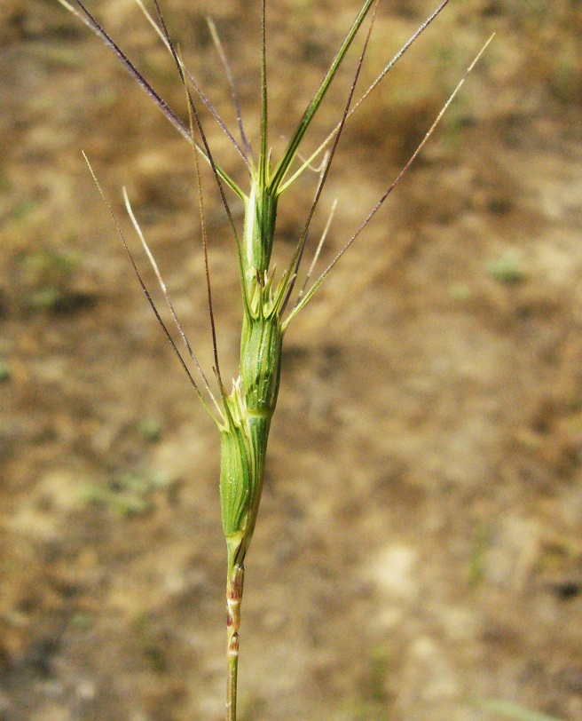 Изображение особи Aegilops triuncialis.