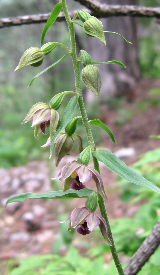 Изображение особи Epipactis helleborine.