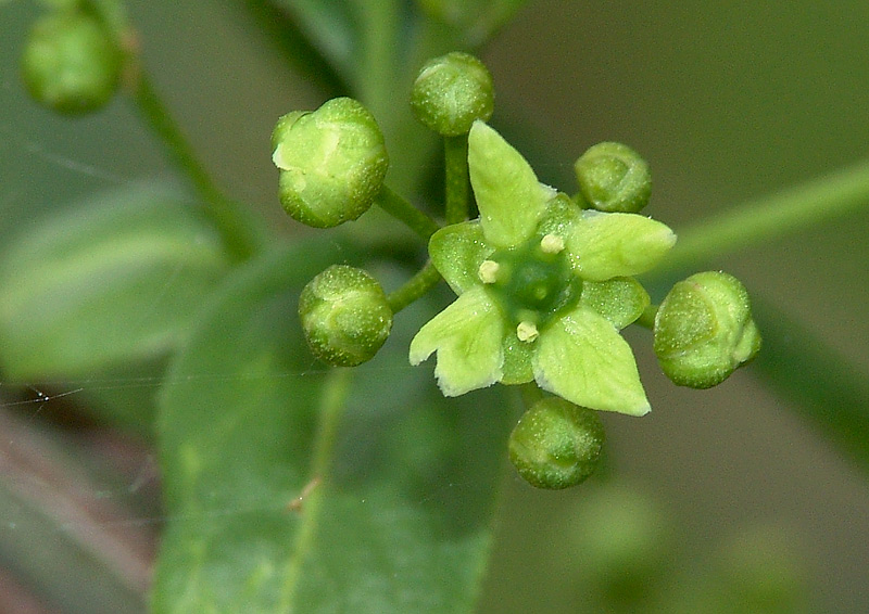 Изображение особи Euonymus europaeus.