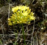 Allium scabriscapum. Соцветие. Копетдаг, Чули. Май 2011 г.