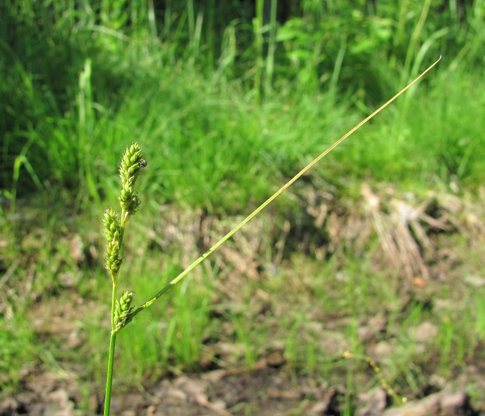 Image of Carex canescens specimen.