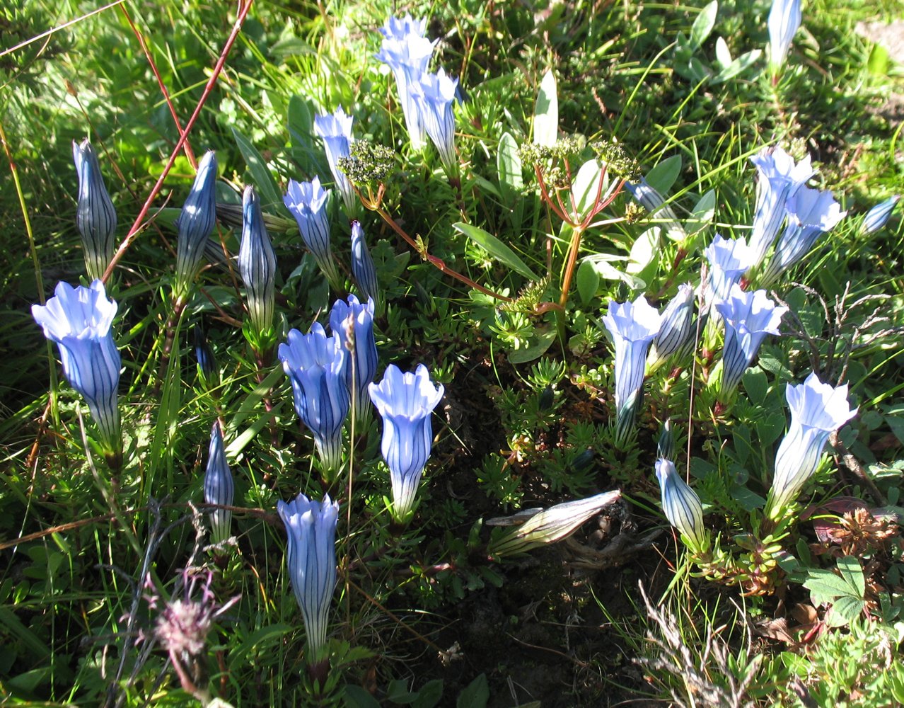 Изображение особи Gentiana hexaphylla.