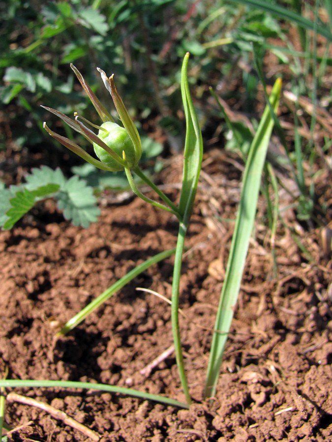 Изображение особи Gagea aipetriensis.