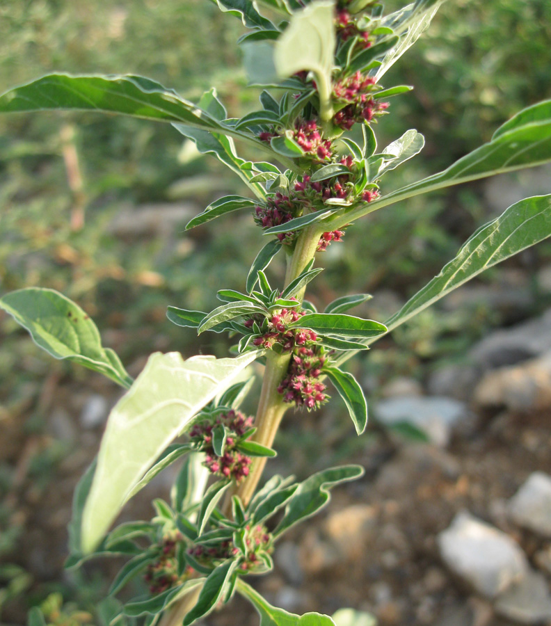 Изображение особи Amaranthus graecizans.