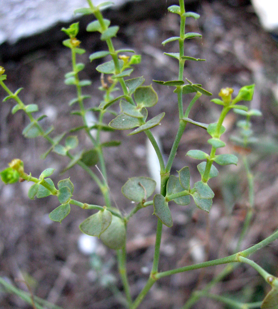 Image of Euphorbia seguieriana specimen.