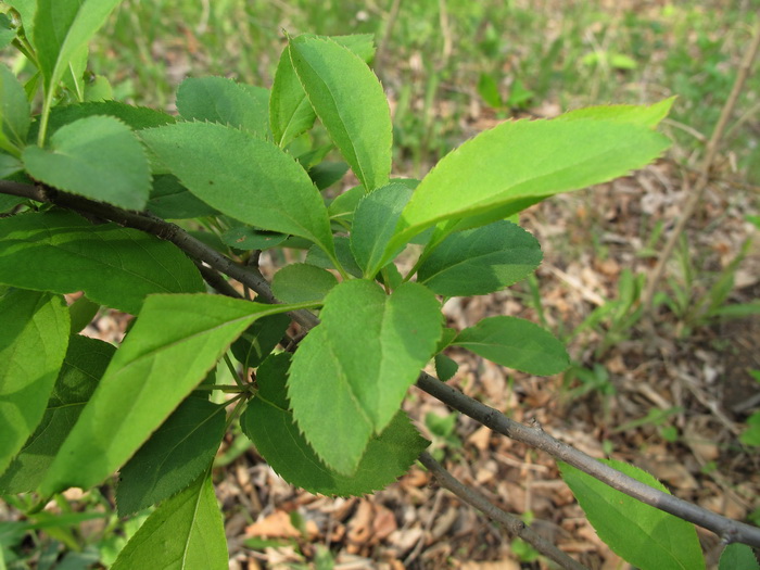 Изображение особи Malus mandshurica.