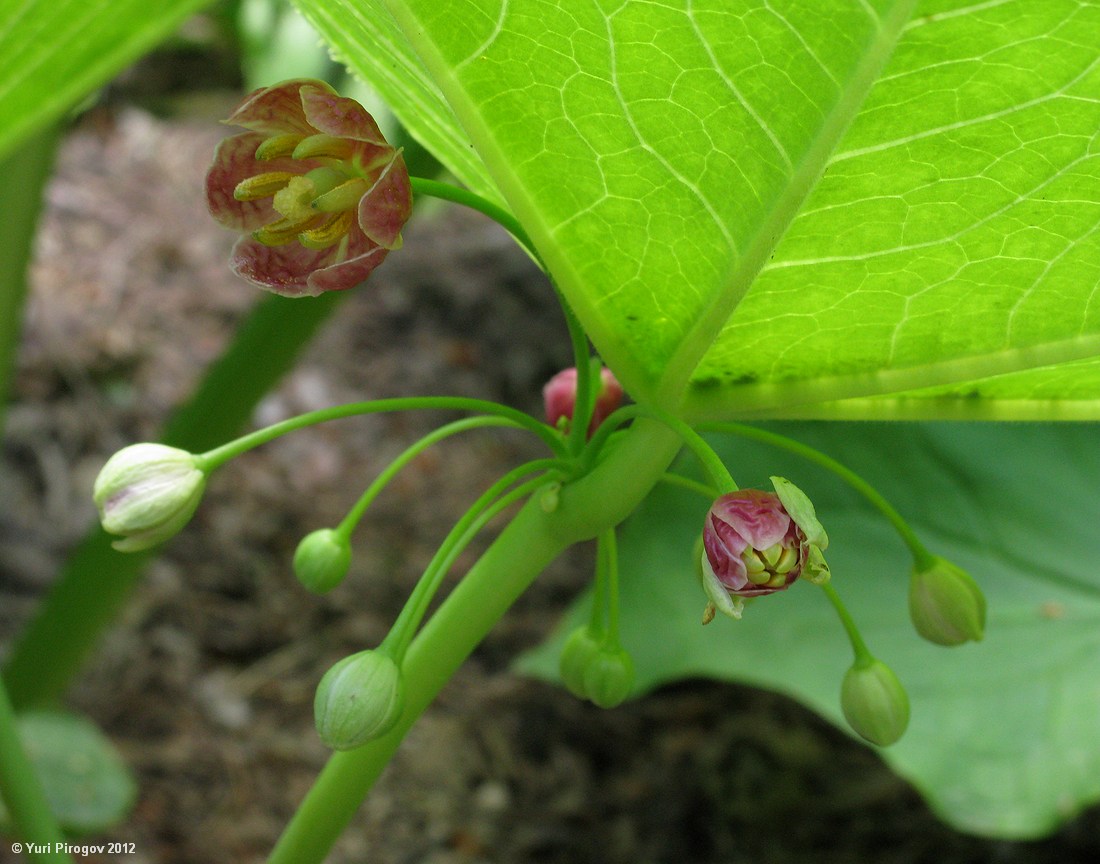 Image of genus Podophyllum specimen.