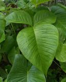 Arisaema fargesii