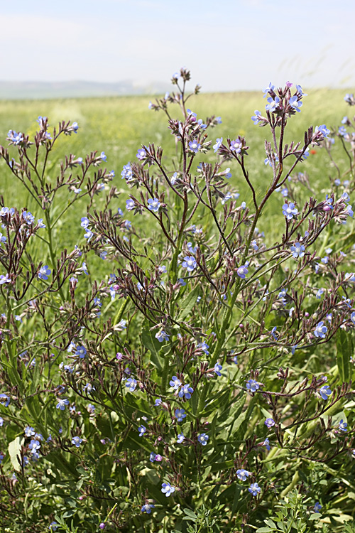 Image of Anchusa azurea specimen.