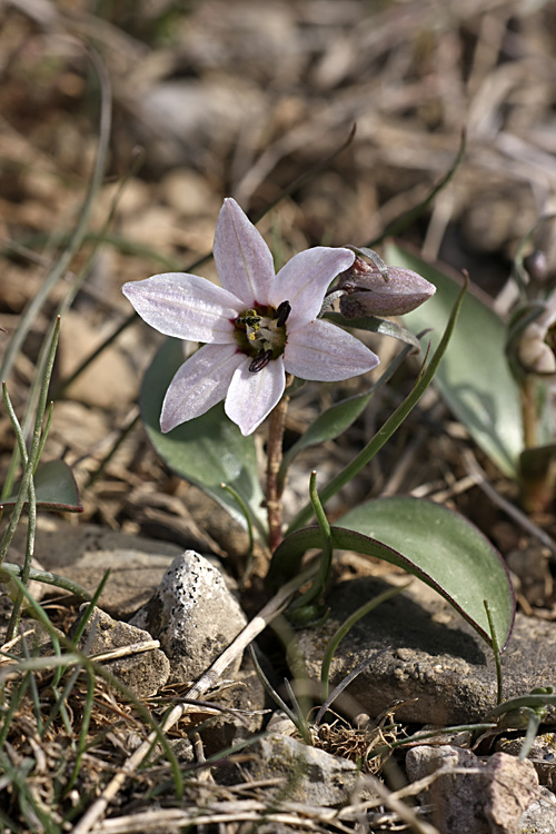 Image of Rhinopetalum stenantherum specimen.