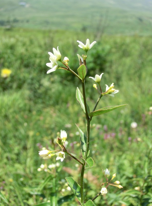 Image of genus Vincetoxicum specimen.