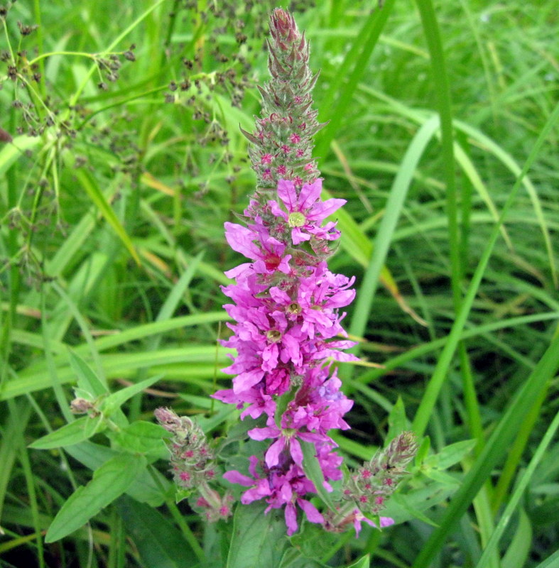 Image of Lythrum salicaria specimen.