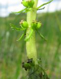 Myriophyllum verticillatum. Нижняя часть соцветия с завязями. Ярославская обл., Угличский р-н, с. Масальское, р. Корожечна. 25.07.2012.