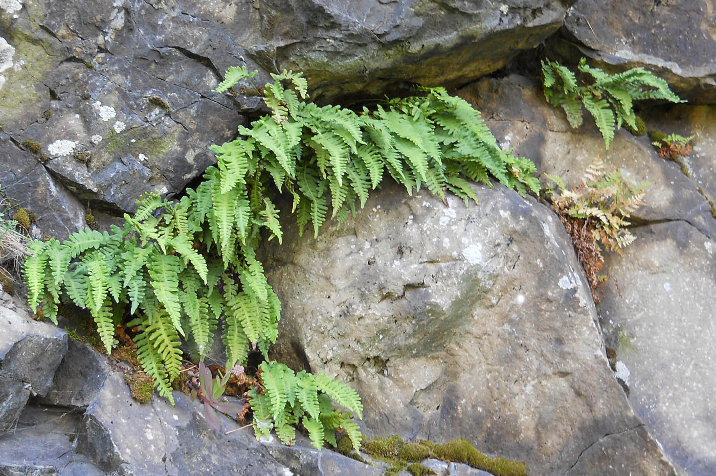 Image of Polypodium vulgare specimen.