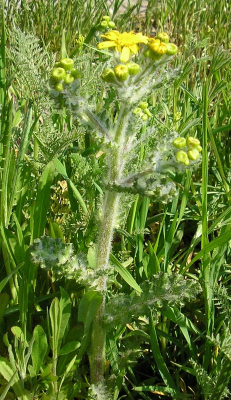 Изображение особи Senecio vernalis.