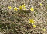 Ranunculus gracilipes