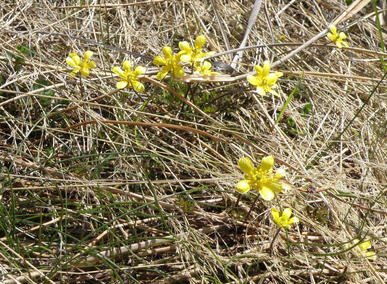 Изображение особи Ranunculus gracilipes.