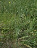 Scorzonera taurica. Цветущее растение. Крым, окр. Щебетовки. 20.05.2012.