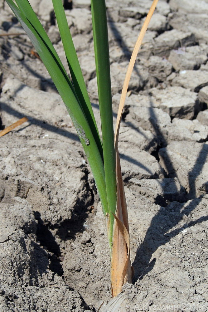 Изображение особи Typha angustifolia.