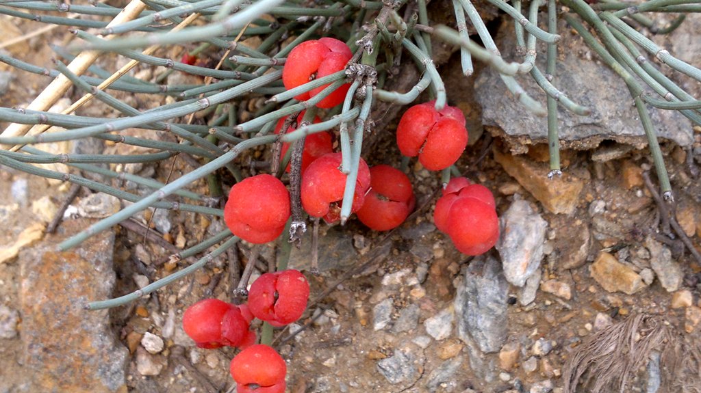 Image of Ephedra monosperma specimen.