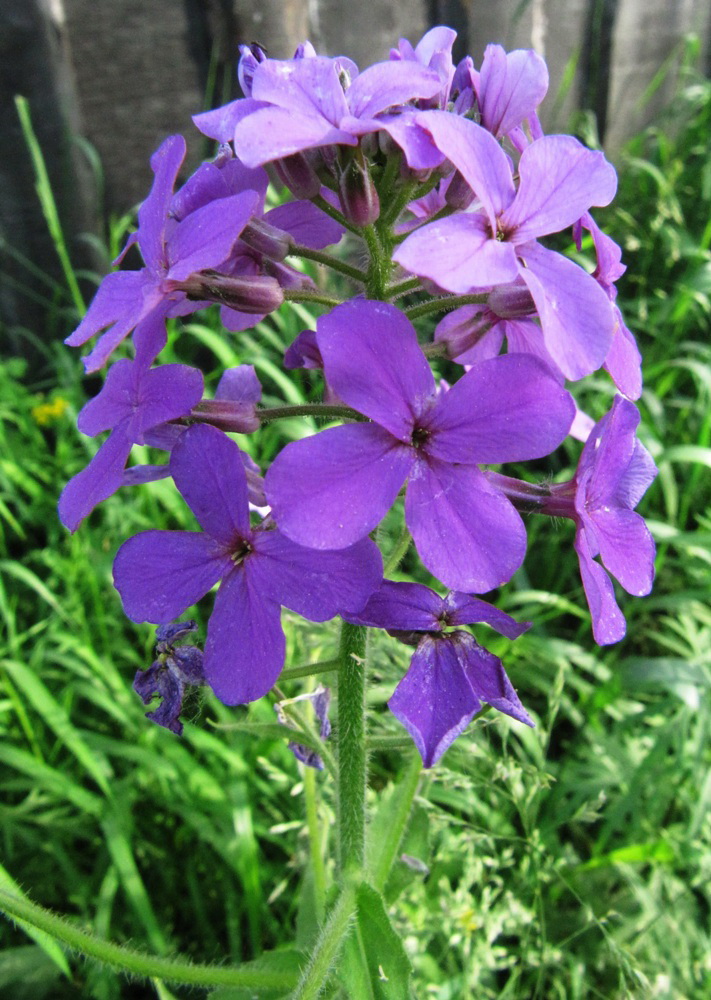 Image of Hesperis sibirica specimen.