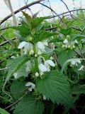 Lamium album