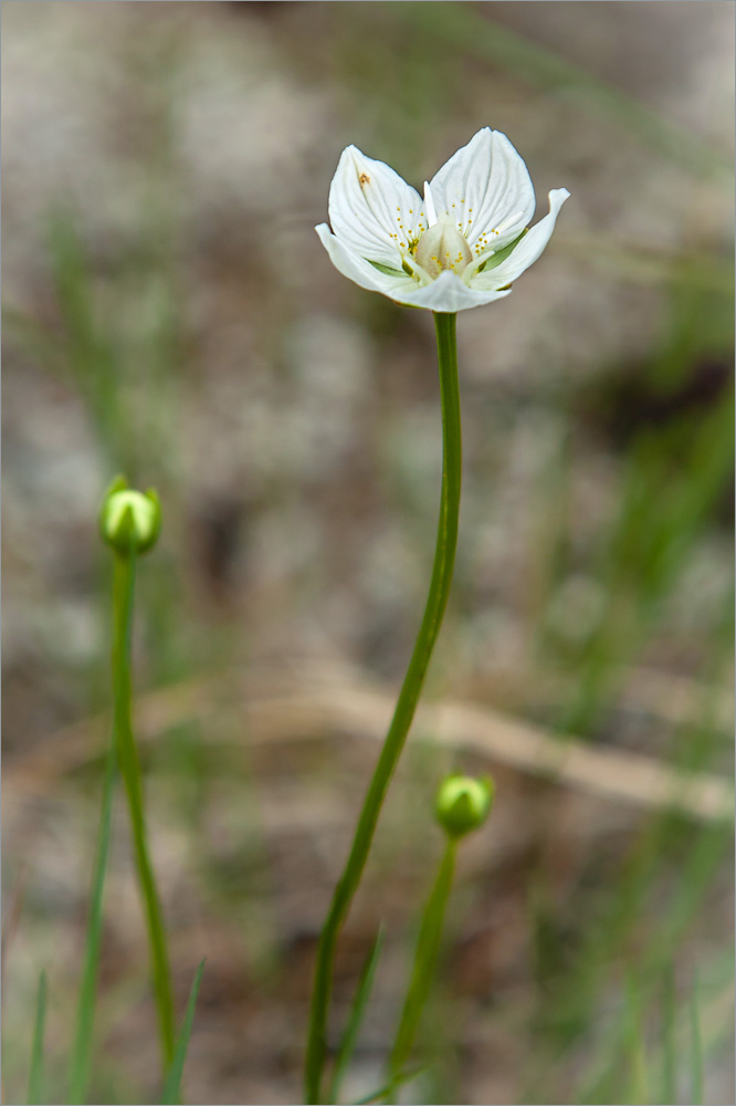 Изображение особи Parnassia palustris.