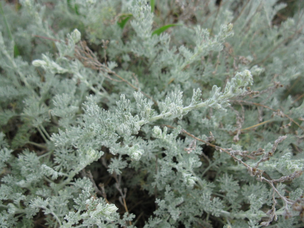 Image of genus Artemisia specimen.