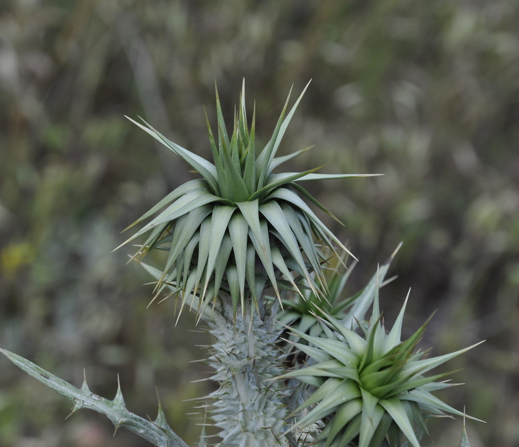 Image of Onopordum myriacanthum specimen.