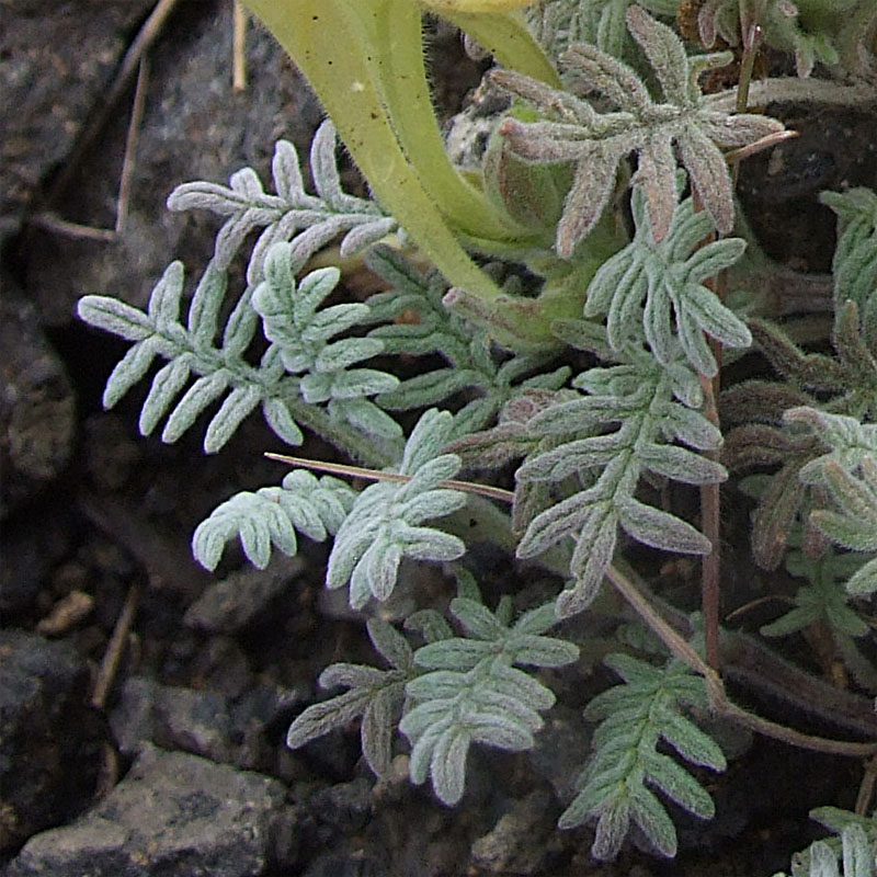 Image of Scutellaria grossheimiana specimen.