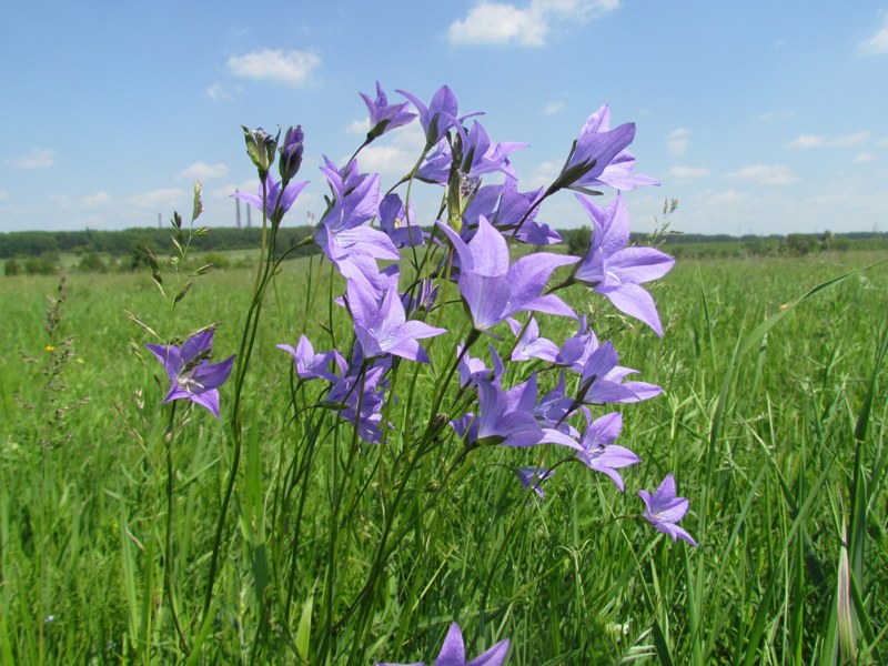 Полевые цветы волгоградской области фото и названия
