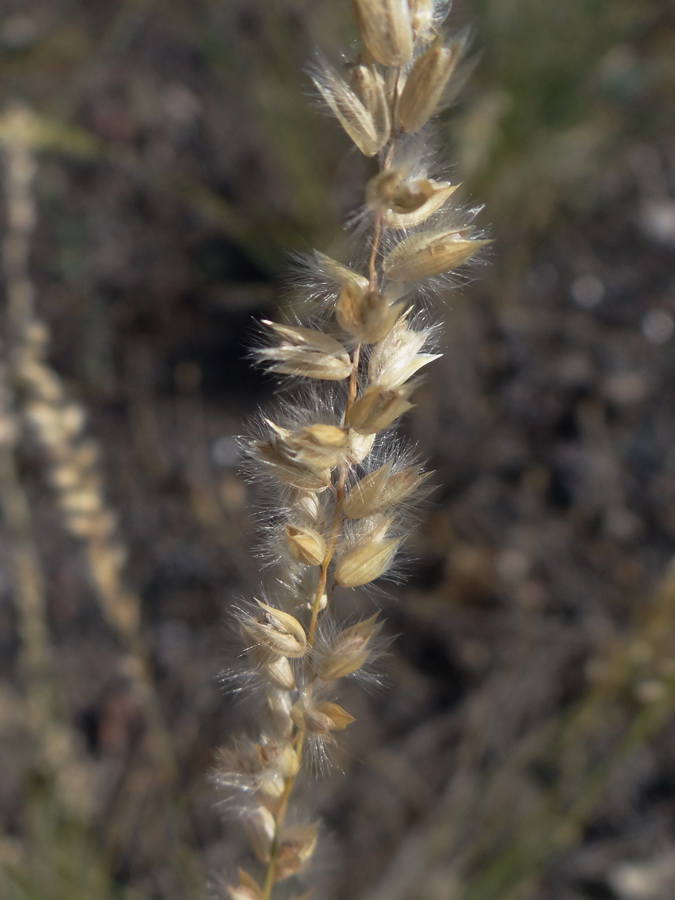 Image of Melica taurica specimen.