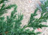 Juniperus chinensis. Ветвь. Владивосток, Ботанический сад-институт ДВО РАН. 21 сентября 2013 г.