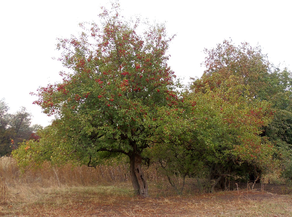 Image of genus Crataegus specimen.