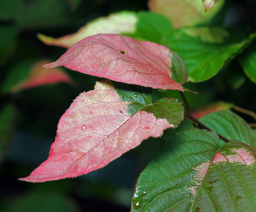 Image of Actinidia kolomikta specimen.