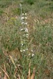 Phlomoides labiosa