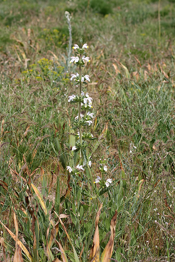 Image of Phlomoides labiosa specimen.