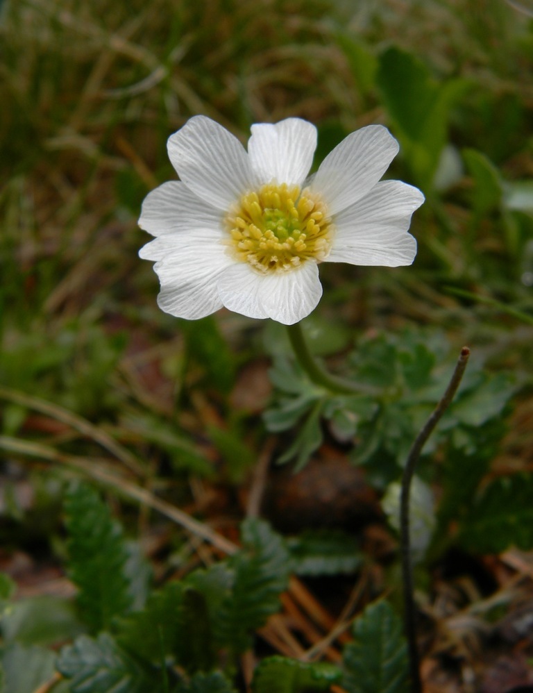 Image of Callianthemum coriandrifolium specimen.