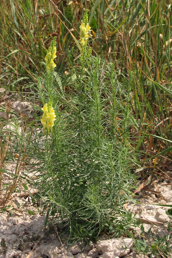 Image of Linaria vulgaris specimen.